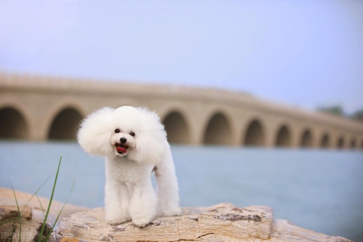 犬界中体味轻的六种狗狗雪纳瑞上榜有你家汪吗