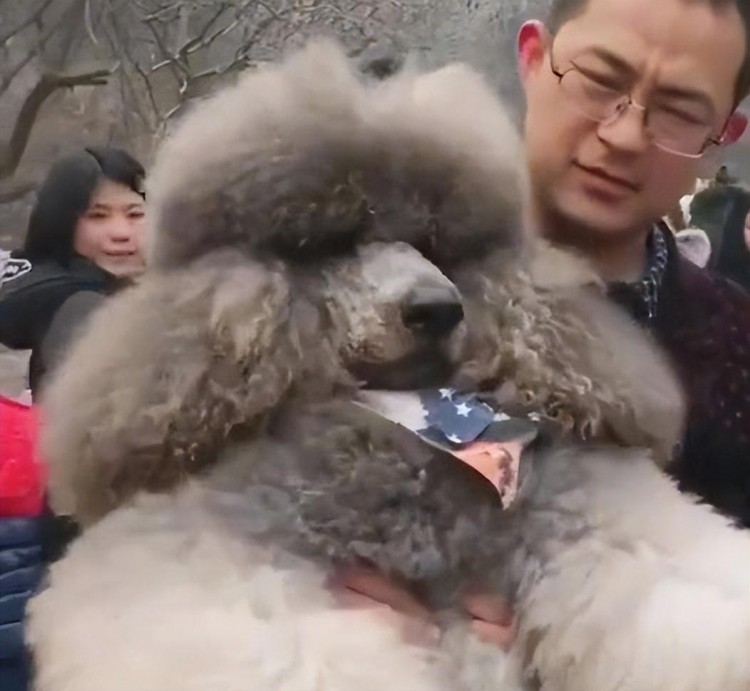 过年带狗狗爬山主人要是没有准备好等下得把它抱下山