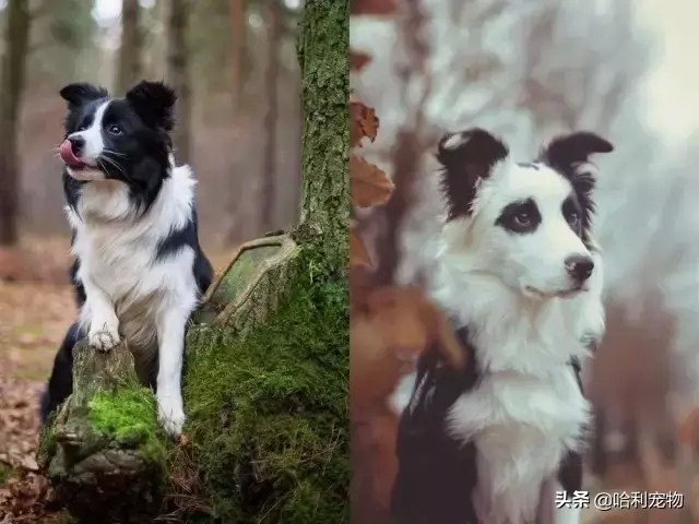 没钱没时间，就不要祸害边境牧羊犬了！