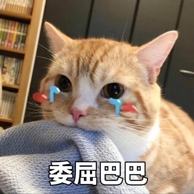 猫咪“思念”主人的六个迹象，但常常被误解！