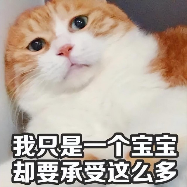 长时间给猫咪喝这五种水，相当于“慢性杀猫”，不要太无知！