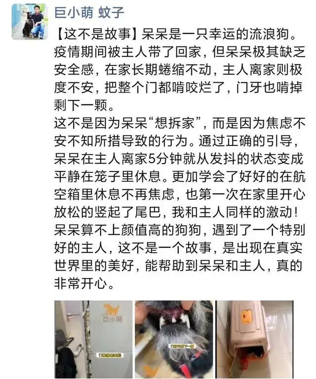 主人出门狗狗不停叫、乱咬东西乱尿，这是分离焦虑需要引导