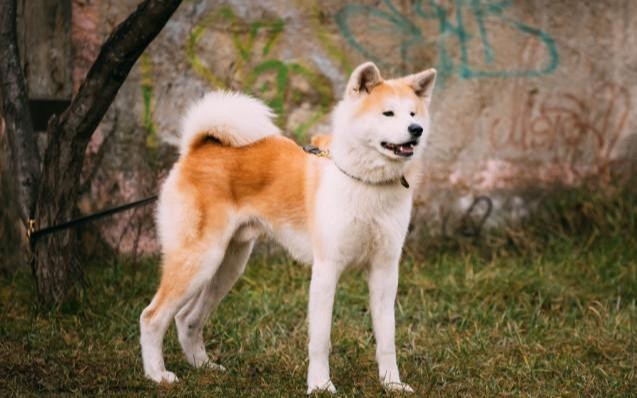 喜欢秋田犬的人很多，可为何却很少人养呢？这几点很难让人接受！